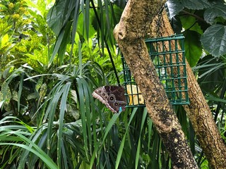 Beautiful flowers and butterflies in butterfly pavillion, colorado