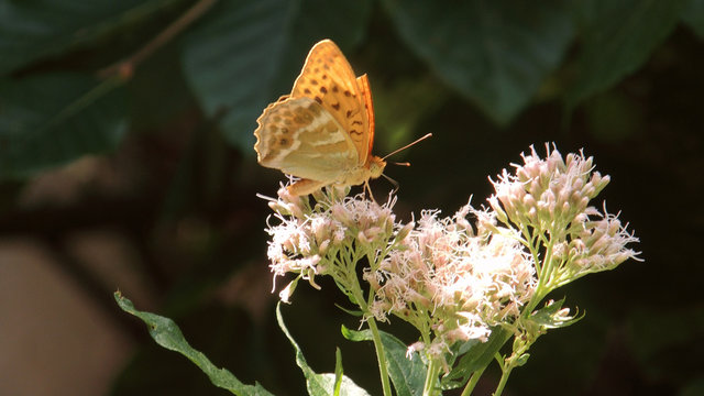 Silver Washed Fritillary on a Thistle