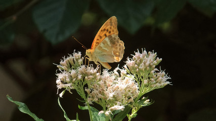 Silver Washed Fritillary on a Thistle