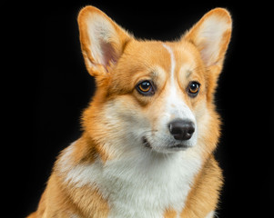 Welsh Corgi Pembroke, red, dog on a black background
