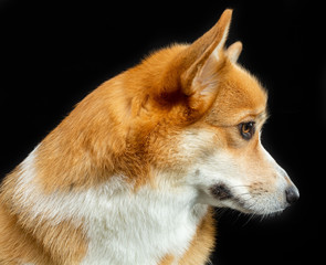 Welsh Corgi Pembroke, red, dog on a black background