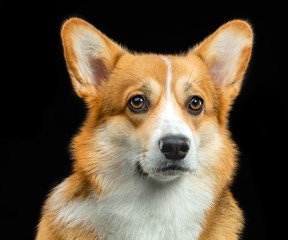 Welsh Corgi Pembroke, red, dog on a black background