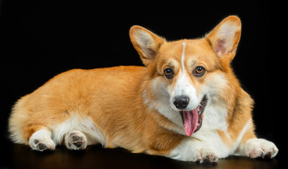 Welsh Corgi Pembroke, red, dog on a black background