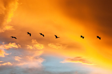 pássaros voando em pôr do sol