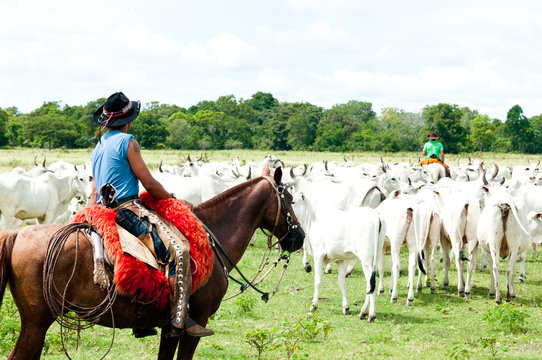 Boiadeiro e boiada no Pantanal