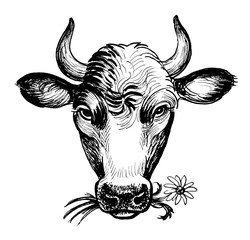 Cow chewing a flower. Ink black and white illustration