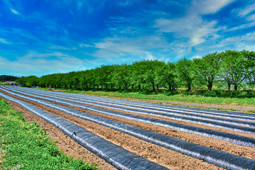 A crop field covered in black plastic mulch during mid-Spring season in Andong, South Korea. 