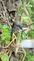 Dragonfly