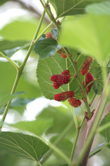 Morus (plant) Morus, a genus of flowering plants in the family Moraceae, consists of diverse species of deciduous trees commonly known as mulberries, growing wild and under cultivation in many tempera