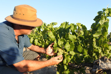 Australian farmer in a vineyard in Swan Vally near Perth in Western Australia