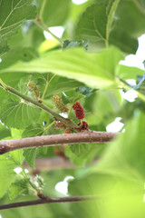 Morus (plant) Morus, a genus of flowering plants in the family Moraceae, consists of diverse...