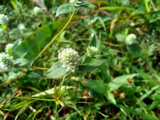 alba, antidote, asteraceae, ayurveda, ayurvedic, ayurvedic herbs, beautiful, bhringraj, daisy, dye, eclipta, eclipta alba, eclipta prostrata, ecliptae, false daisy, flower, fresh, garden, green, herb,