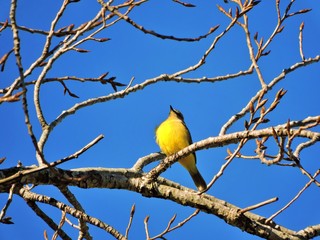 AVES