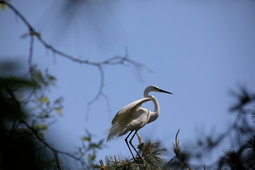 중대백로가 보이는 아름다운 풍경