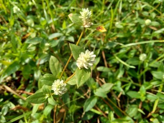 alba, antidote, asteraceae, ayurveda, ayurvedic, ayurvedic herbs, beautiful, bhringraj, daisy, dye, eclipta, eclipta alba, eclipta prostrata, ecliptae, false daisy, flower, fresh, garden, green, herb,