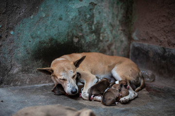 An Indian street dog feeding her new born puppies in a road side shelter. Indian animals.