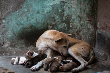 An Indian street dog feeding her new born puppies in a road side shelter. Indian animals.