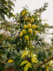 lemon tree in the garden