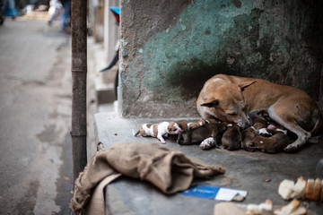An Indian street dog feeding her new born puppies in a road side shelter. Indian animals.