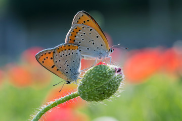 큰주홍부전나비