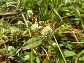 alba, antidote, asteraceae, ayurveda, ayurvedic, ayurvedic herbs, beautiful, bhringraj, daisy, dye, eclipta, eclipta alba, eclipta prostrata, ecliptae, false daisy, flower, fresh, garden, green, herb,