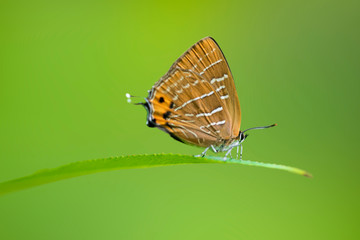 참나무부전나비