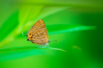 참나무부전나비