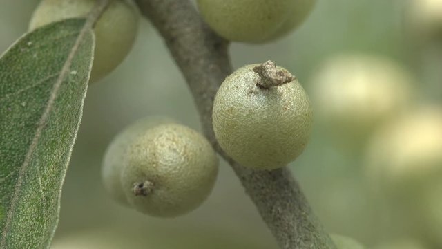 Elaeagnus commutata, Elaeagnus angustifolia, silverberry or wolf-willow, is species of Elaeagnus native, Russian olive, oleaster, Persian olive, or wild olive