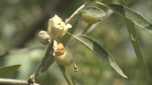 Elaeagnus commutata, Elaeagnus angustifolia, silverberry or wolf-willow, is species of Elaeagnus native, Russian olive, oleaster, Persian olive, or wild olive