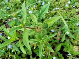 alba, antidote, asteraceae, ayurveda, ayurvedic, ayurvedic herbs, beautiful, bhringraj, daisy, dye, eclipta, eclipta alba, eclipta prostrata, ecliptae, false daisy, flower, fresh, garden, green, herb,