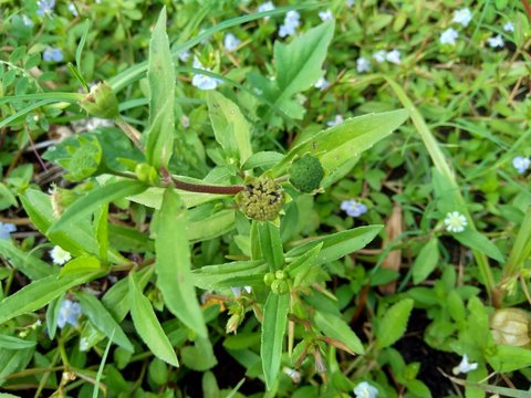 alba, antidote, asteraceae, ayurveda, ayurvedic, ayurvedic herbs, beautiful, bhringraj, daisy, dye, eclipta, eclipta alba, eclipta prostrata, ecliptae, false daisy, flower, fresh, garden, green, herb,