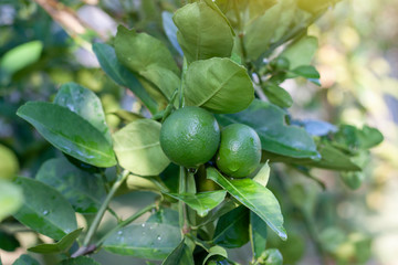 Fresh green lime or lemon with rain drops and sunlight after rain on blur nature background.
