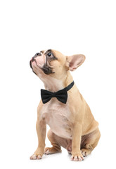 Cute brown french bulldog wear black bow tie surprised and looking on top