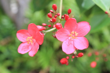 Aloha Flowers