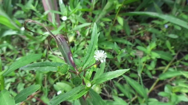 alba, antidote, asteraceae, ayurveda, ayurvedic, ayurvedic herbs, beautiful, bhringraj, daisy, dye, eclipta, eclipta alba, eclipta prostrata, ecliptae, false daisy, flower, fresh, garden, green, herb,