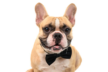 Cute brown french bulldog smile and wear black bow tie isolated