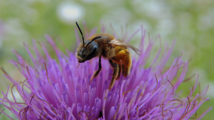 bee on a flower