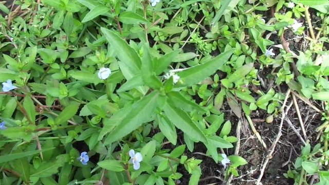 alba, antidote, asteraceae, ayurveda, ayurvedic, ayurvedic herbs, beautiful, bhringraj, daisy, dye, eclipta, eclipta alba, eclipta prostrata, ecliptae, false daisy, flower, fresh, garden, green, herb,