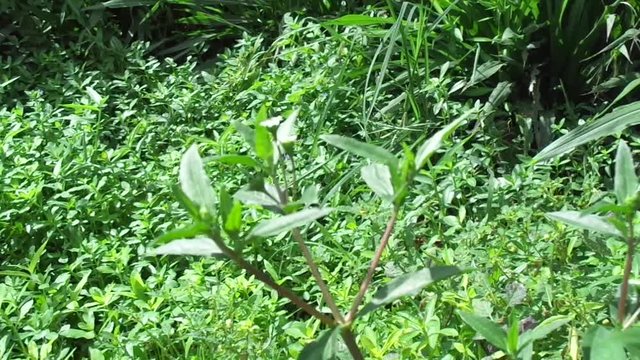 alba, antidote, asteraceae, ayurveda, ayurvedic, ayurvedic herbs, beautiful, bhringraj, daisy, dye, eclipta, eclipta alba, eclipta prostrata, ecliptae, false daisy, flower, fresh, garden, green, herb,
