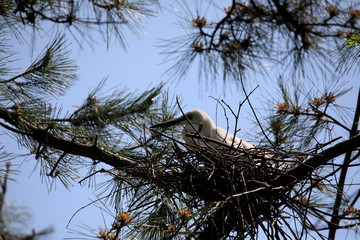 중대백로가 보이는 아름다운 풍경