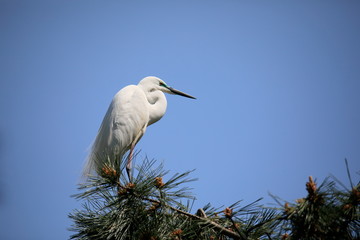 중대백로가 보이는 아름다운 풍경