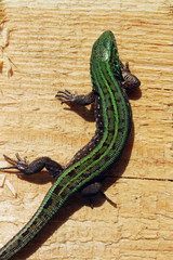 Cropped shot of beautiful small lizard on wooden background, vertical view. Animals, wildlife, reptiles concept.