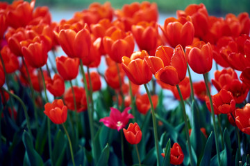 Fototapeta premium Red tulips flower in large numbers on the meadow. bed of flowers. big flowers. green leaves. macro photo. beautiful bokeh