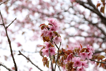 Apricot blossom. sakura