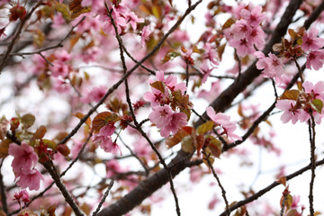 Apricot blossom. sakura