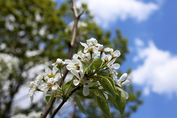 Pear blossom