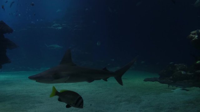 School of hammerhead sharks swimming in the blue