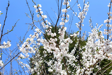 Plum blossom