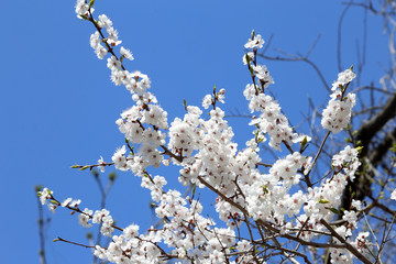 Plum blossom