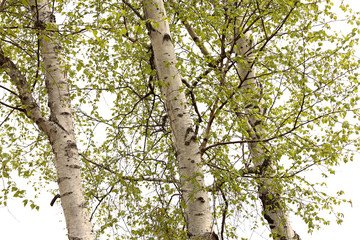 Fototapeta premium Birch